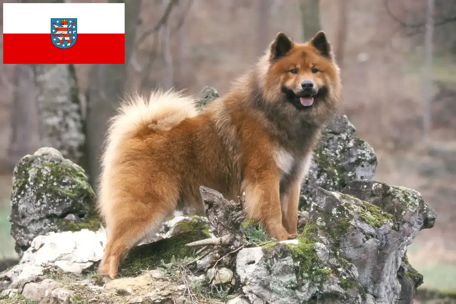 Eurasier kiskutyák és tenyésztők Thüringia Türingia területén található Eurasier tenyésztőket itt találja.