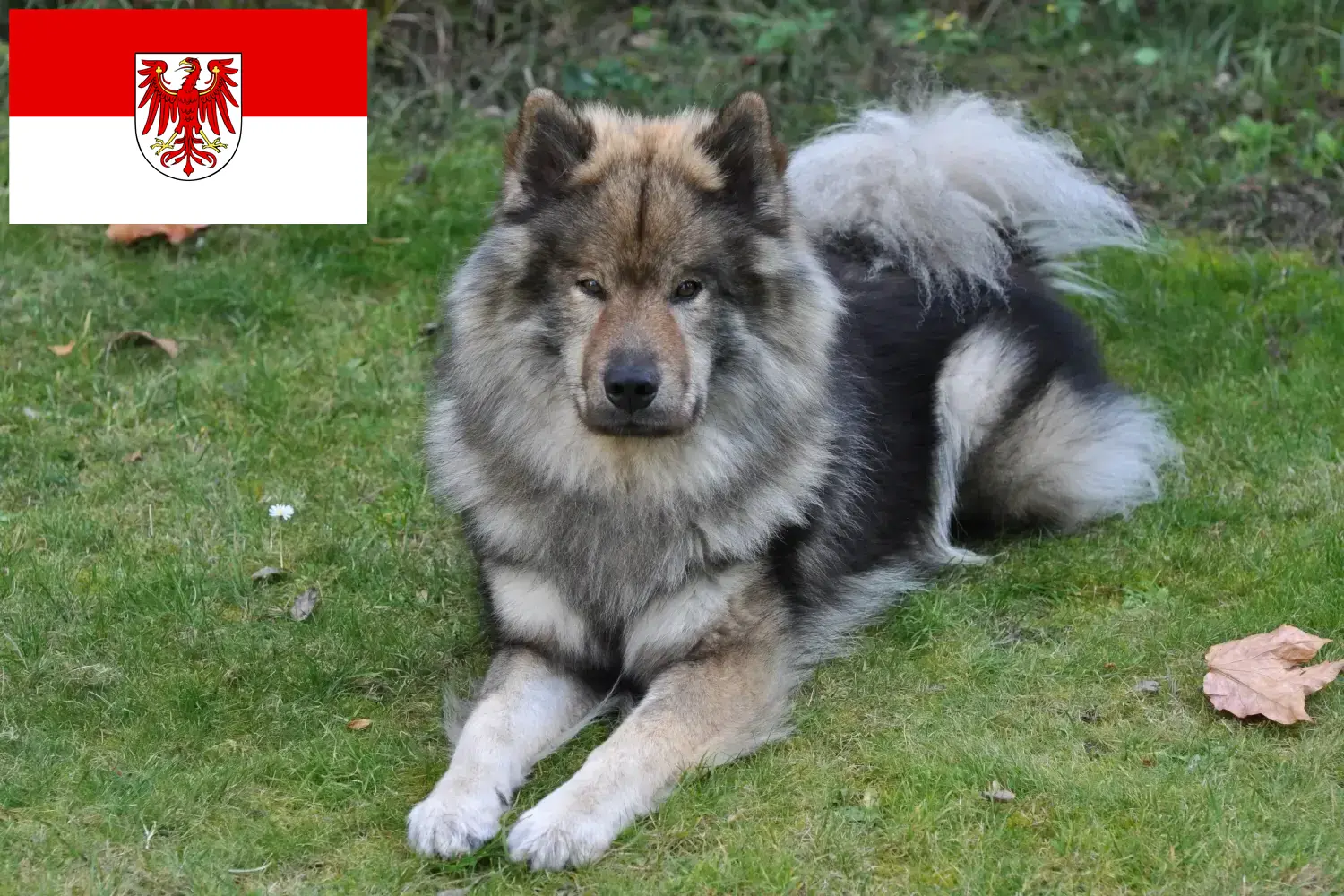 Eurasier kiskutyák és tenyésztők Brandenburg Eurasier tenyésztőket Brandenburgban itt találsz.