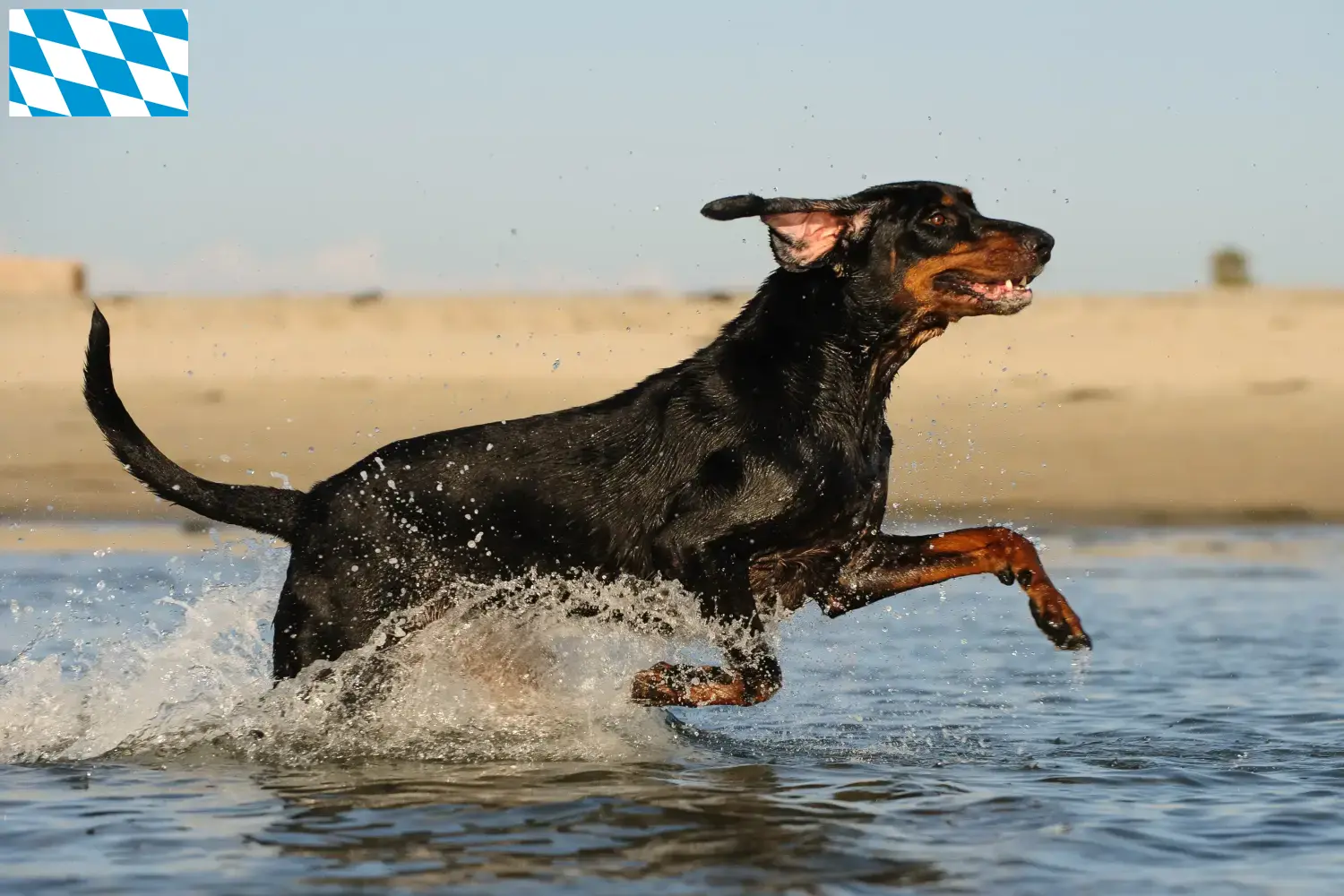 Black and Tan Coonhound kölyökkutyák és tenyésztők Bajorországban Találd meg a Black and Tan Coonhounds tenyésztőket Bajorországban.