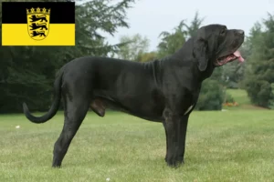 Read more about the article Fila Brasileiro tenyésztők és kölykök Baden-Württembergben