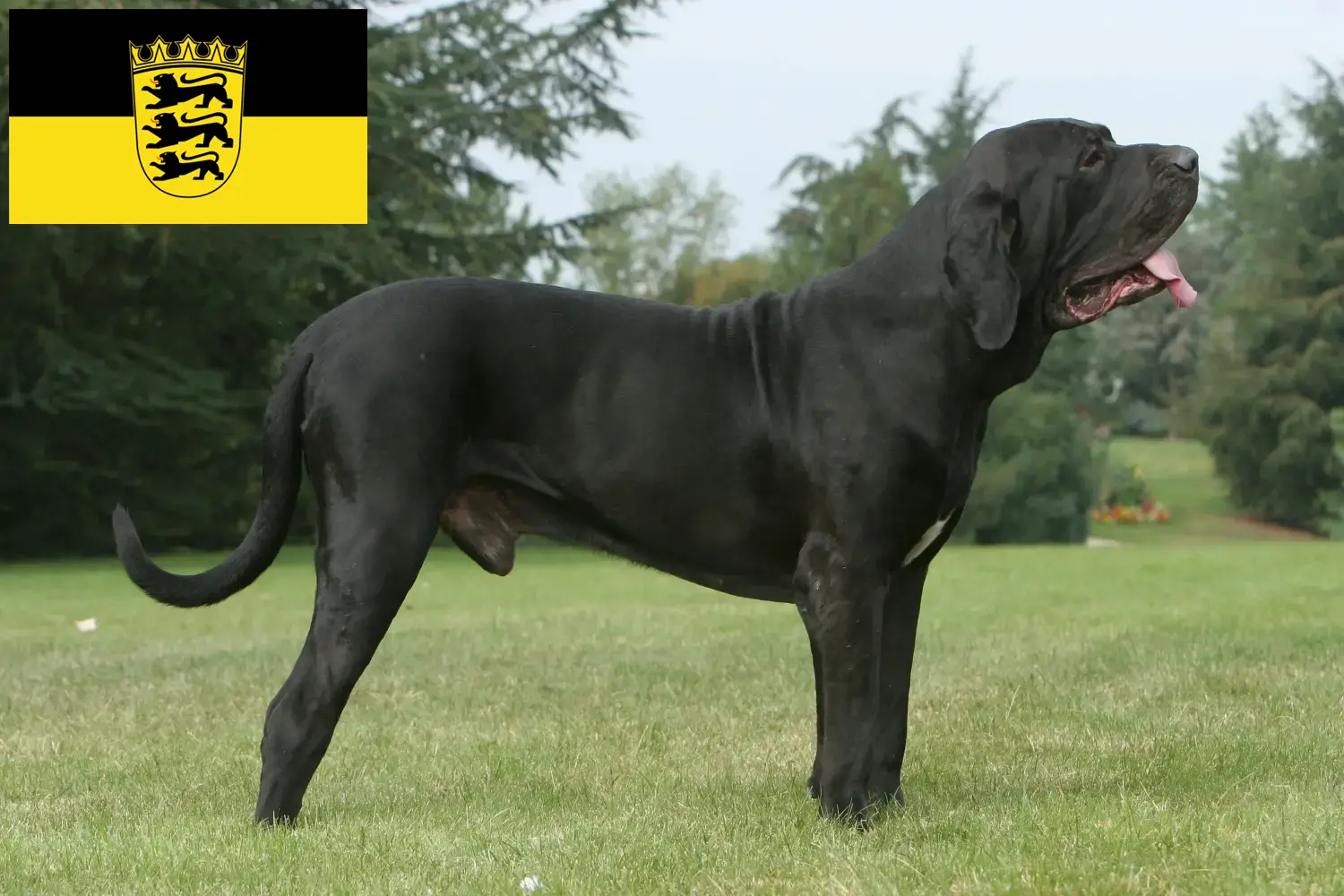 Read more about the article Fila Brasileiro tenyésztők és kölykök Baden-Württembergben