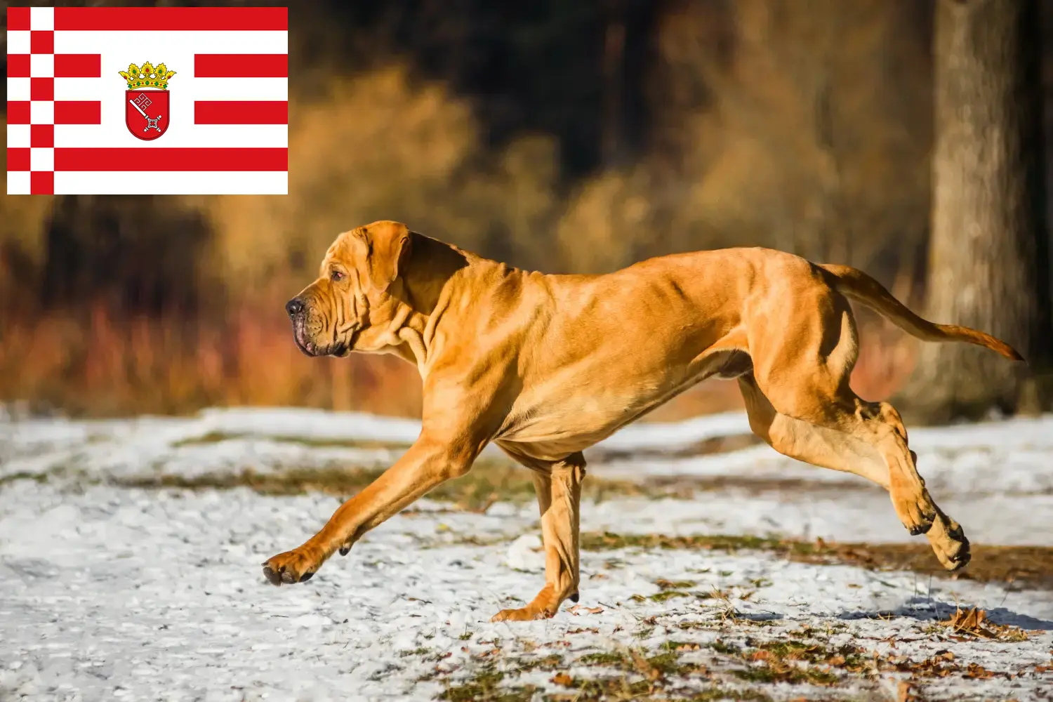 Read more about the article Fila Brasileiro tenyésztők és kölykök Brémában