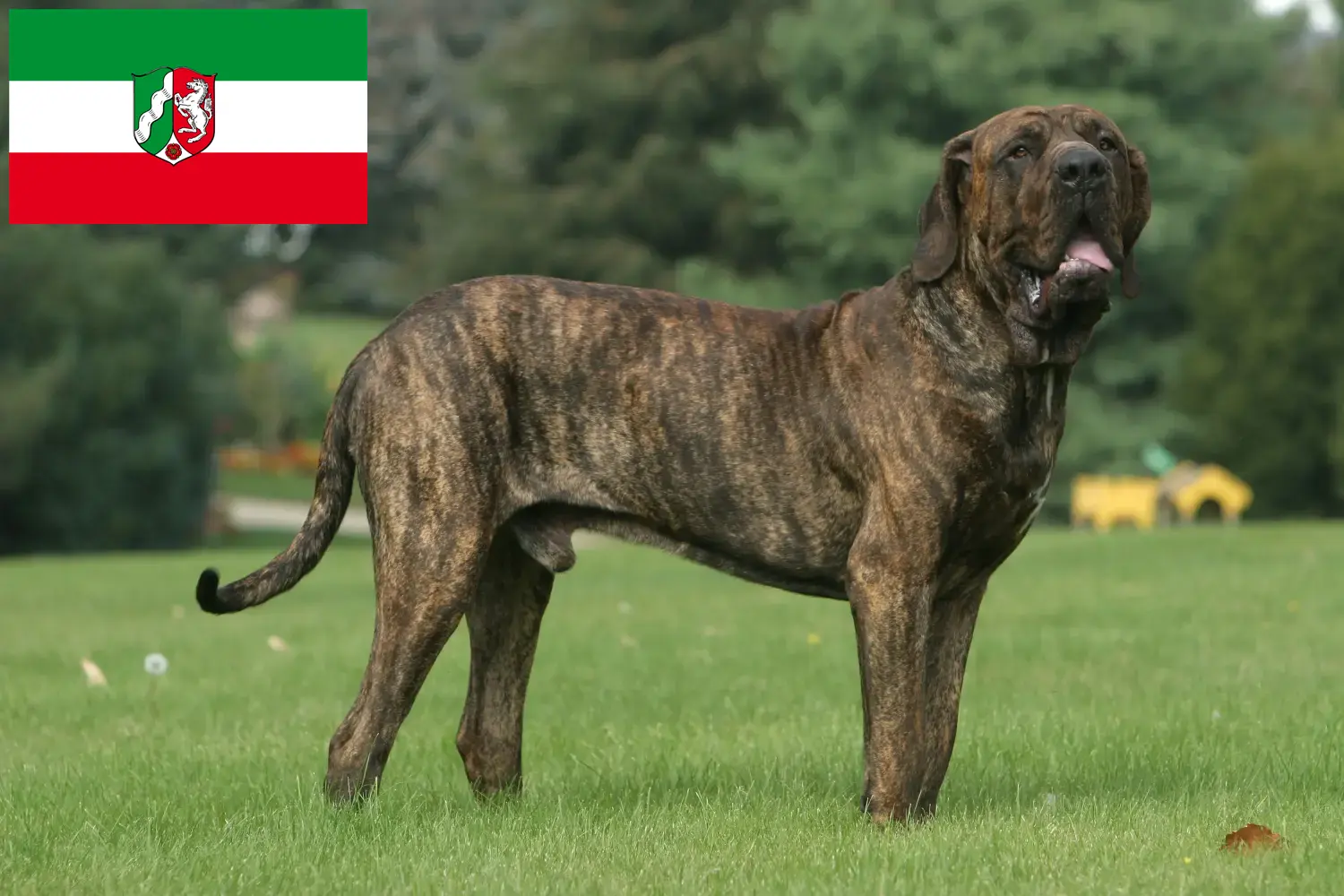 Fila Brasileiro kiskutyák és tenyésztők Észak-Rajna-Vesztfália Itt talál Fila Brasileiros tenyésztőket Észak-Rajna-Vesztfália területén.