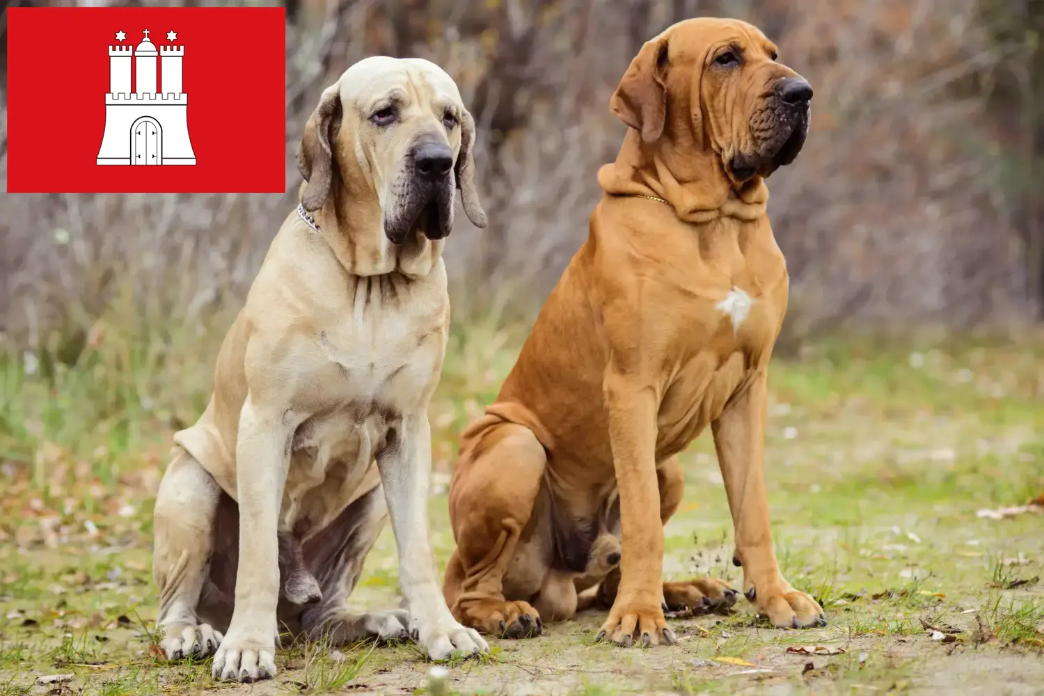 Fila Brasileiro kölyökkutyák és tenyésztők Hamburg Itt megtalálja a hamburgi Fila Brasileiros tenyésztőket.