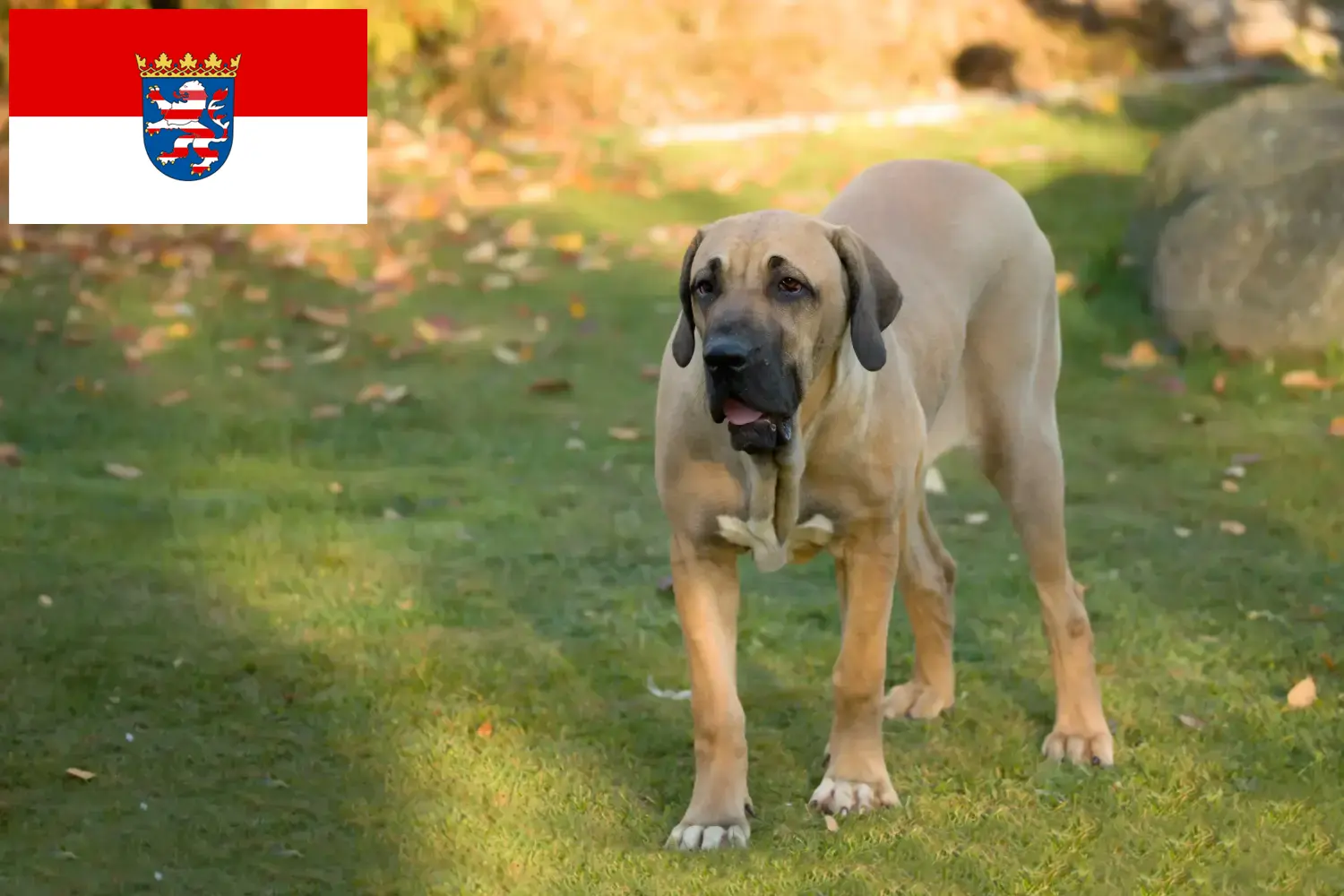 Read more about the article Fila Brasileiro tenyésztők és kölykök Hessenben