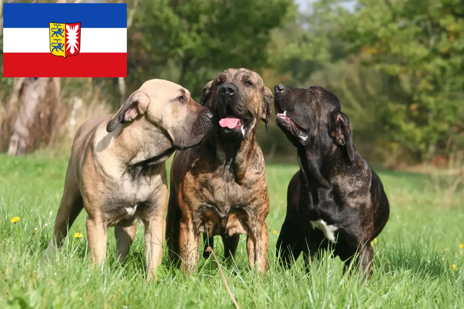 Fila Brasileiro kölyökkutyák és tenyésztők Schleswig-Holstein Itt talál Fila Brasileiros tenyésztőket Schleswig-Holsteinben.