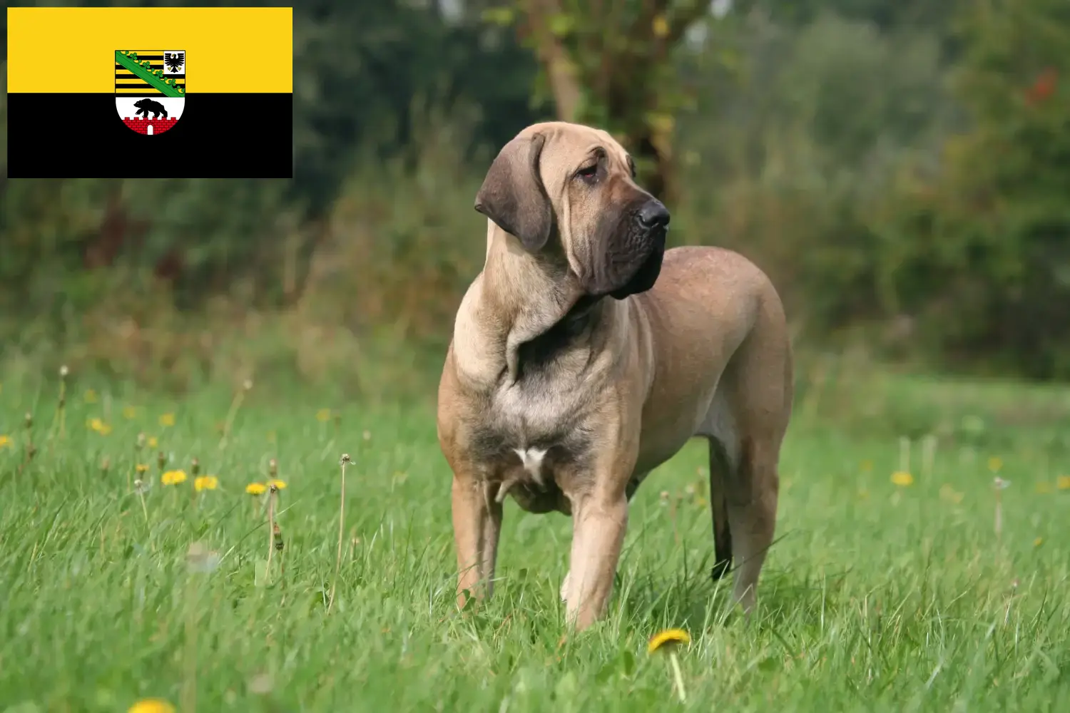 Fila Brasileiro kiskutyák és tenyésztők Szász-Anhalt tartományban Itt találhat Fila Brasileiros tenyésztőket Szász-Anhaltban.