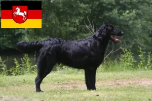 Read more about the article Flat Coated Retriever tenyésztők és kiskutyák Alsó-Szászországban