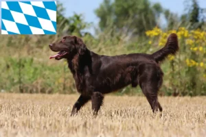 Read more about the article Flat Coated Retriever tenyésztők és kiskutyák Bajorországban