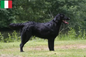 Read more about the article Flat Coated Retriever tenyésztők és kölykök Olaszországban