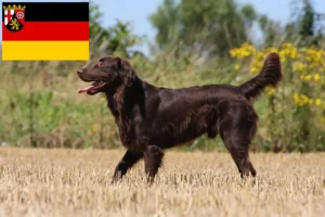 Read more about the article Flat Coated Retriever tenyésztők és kiskutyák Rajna-vidék-Pfalzban