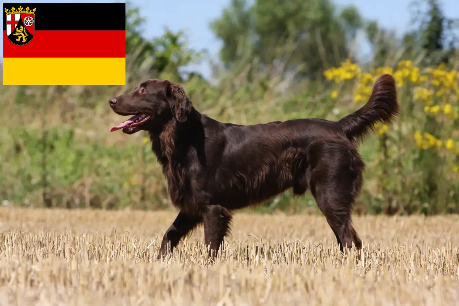 Flat Coated Retriever kiskutyák és tenyésztők Rajna-vidék-Pfalz Itt találhat Flat Coated Retriever tenyésztőket Rajna-vidék-Pfalzban.