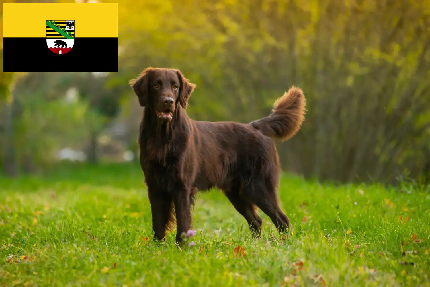 Flat Coated Retriever kiskutyák és tenyésztők Szász-Anhalt tartományban Itt talál Flat Coated Retriever tenyésztőket Szász-Anhaltban.