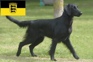 Read more about the article Flat Coated Retriever tenyésztők és kölykök Baden-Württembergben