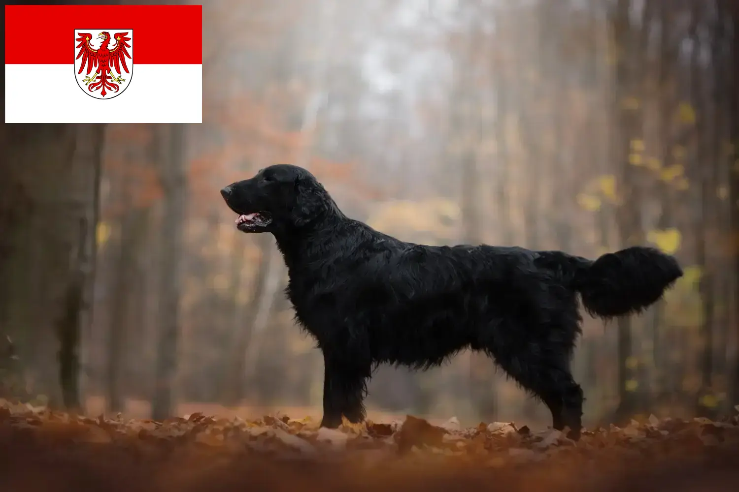 Flat Coated Retriever kiskutyák és tenyésztők Brandenburg Itt találhat Flat Coated Retriever tenyésztőket Brandenburgban.
