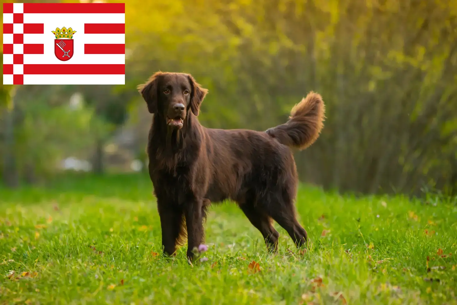Flat Coated Retriever kiskutyák és tenyésztők Bremen Itt talál Flat Coated Retriever tenyésztőket Brémában.