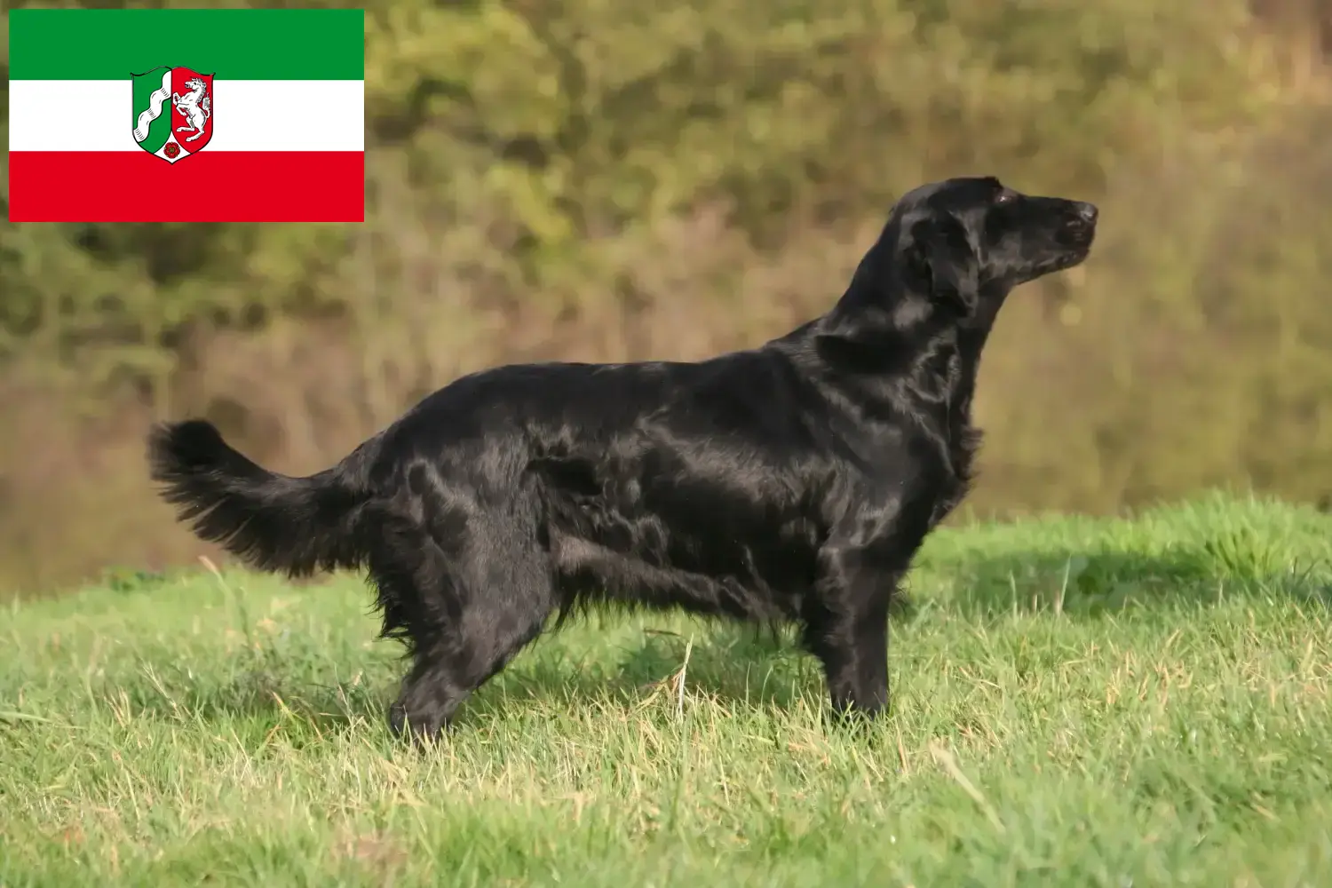 Flat Coated Retriever kiskutyák és tenyésztők Észak-Rajna-Vesztfália Itt talál Flat Coated Retriever tenyésztőket Észak-Rajna-Vesztfália területén.