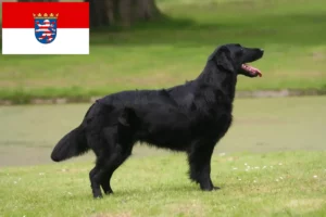 Read more about the article Flat Coated Retriever tenyésztők és kölykök Hessenben