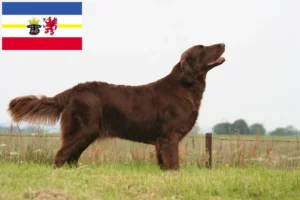 Read more about the article Flat Coated Retriever tenyésztők és kölykök Mecklenburg-Elő-Pomeránia tartományban