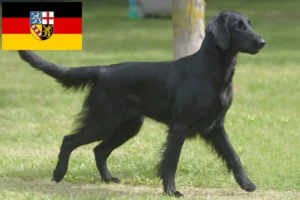 Read more about the article Flat Coated Retriever tenyésztők és kölykök Saarlandban