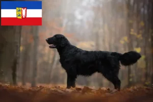 Read more about the article Flat Coated Retriever tenyésztők és kölykök Schleswig-Holstein-ban