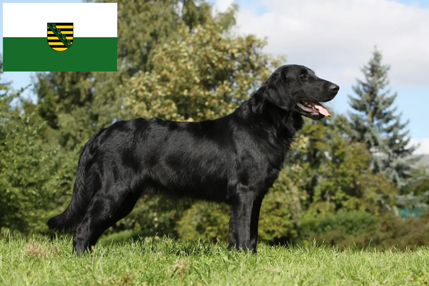 Flat Coated Retriever kiskutyák és tenyésztők Szászország Itt talál Flat Coated Retriever tenyésztőket Szászországban.