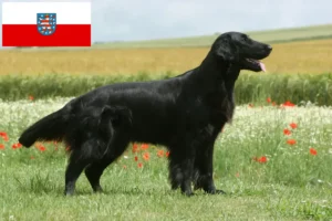 Read more about the article Flat Coated Retriever tenyésztők és kölykök Türingia-ban