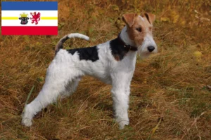 Read more about the article Foxterrier tenyésztők és kiskutyák Mecklenburg-Vorpommern területén