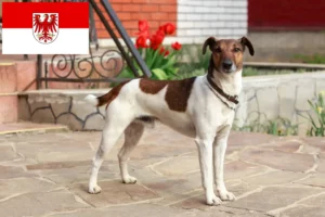 Read more about the article Foxterrier tenyésztők és kölykök Brandenburgban