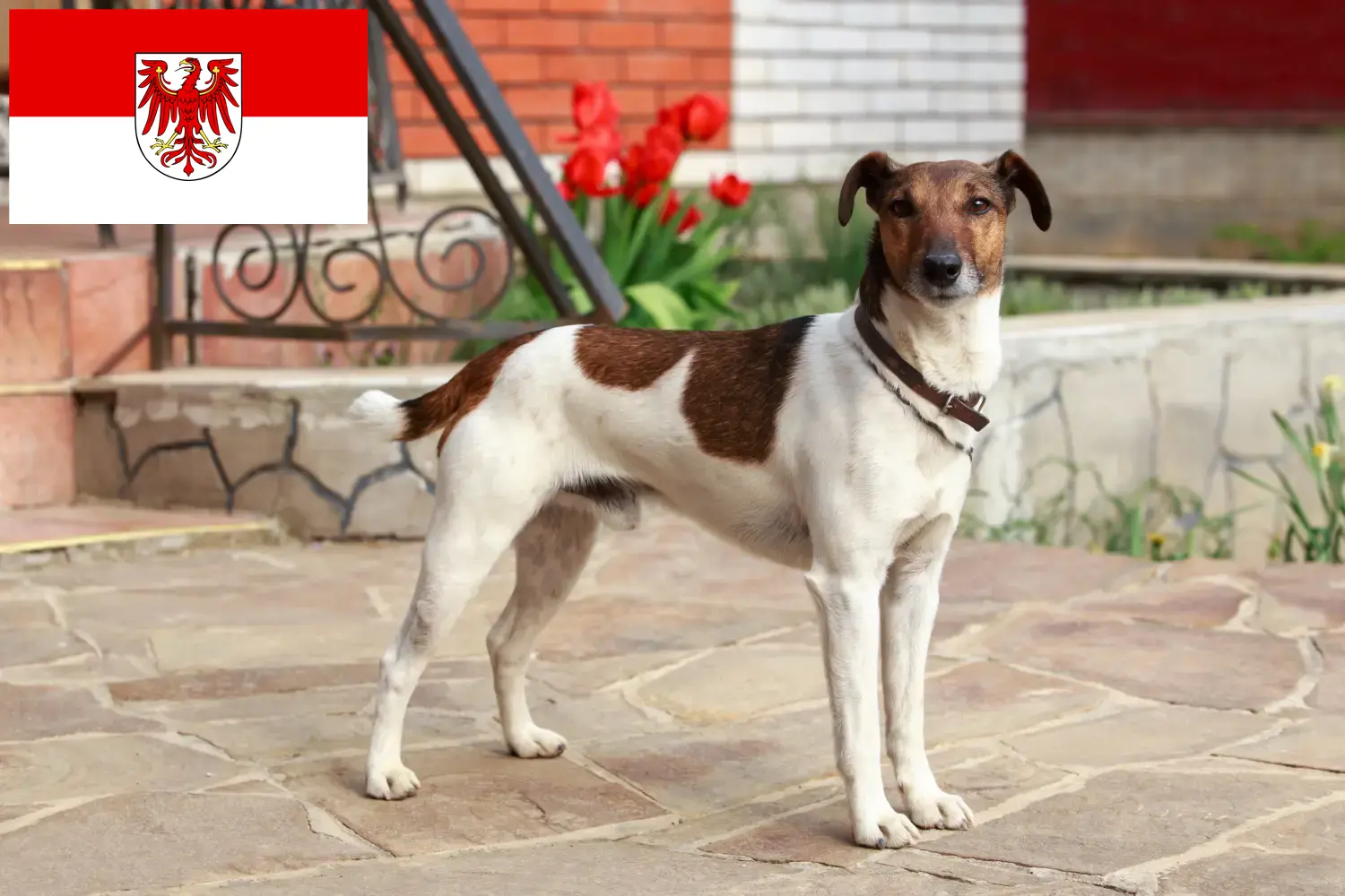 Foxterrier kölykök és tenyésztő Brandenburg Itt megtalálja a brandenburgi Foxterrier tenyésztőket.