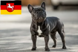 Read more about the article Francia bulldog tenyésztők és kiskutyák Alsó-Szászországban