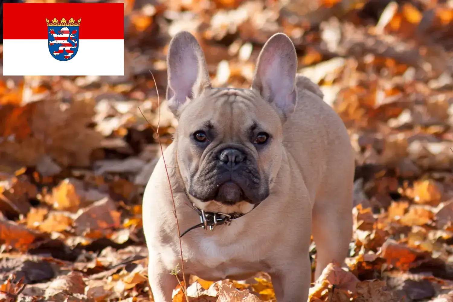 Francia bulldog kölykök és tenyésztő Hessen Itt találhat francia bulldog tenyésztőket Hessenben.