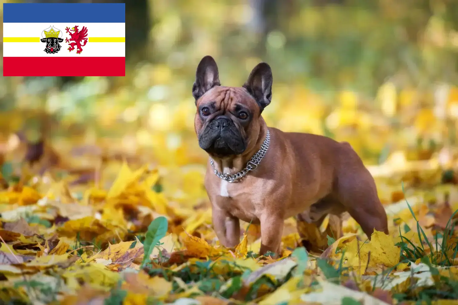 Francia bulldog kölyökkutyák és tenyésztők Mecklenburg-Vorpommern Itt találhat francia bulldog tenyésztőket Mecklenburg-Elő-Pomeránia területén.