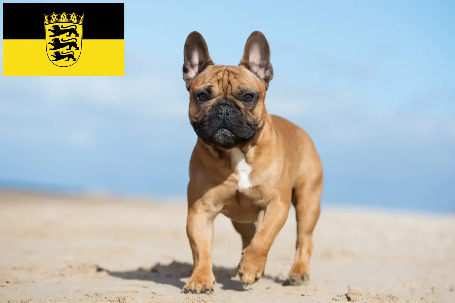 Francia bulldog kölyökkutyák és tenyésztők Baden-Württembergben Itt találhat francia bulldog tenyésztőket Baden-Württembergben.