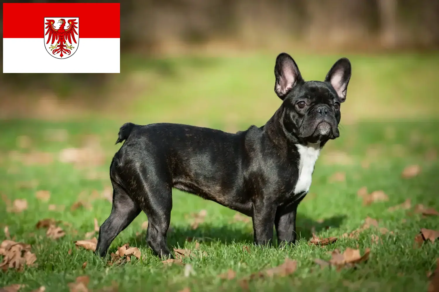 Francia bulldog kölyökkutyák és tenyésztő Brandenburg Itt találhat francia bulldog tenyésztőket Brandenburgban.