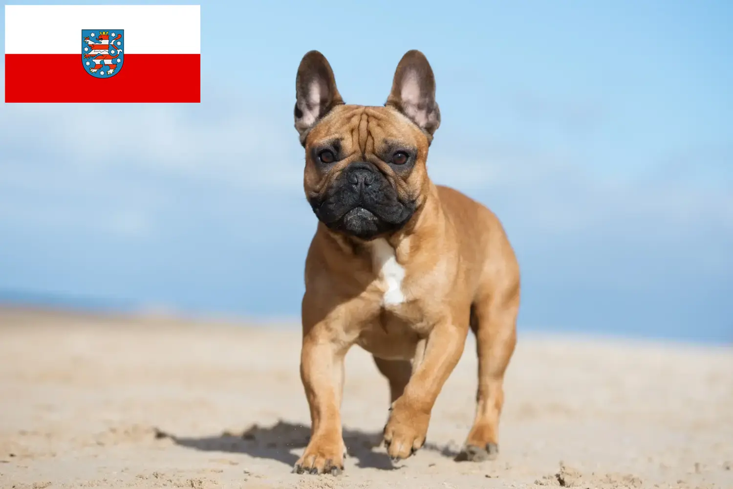 Francia bulldog kölykök és tenyésztő Thüringia Itt találhat francia bulldog tenyésztőket Türingiában.