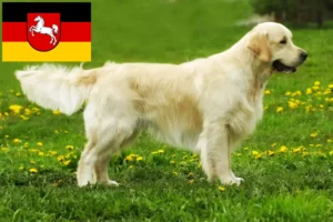Read more about the article Golden retriever tenyésztők és kölykök Alsó-Szászországban