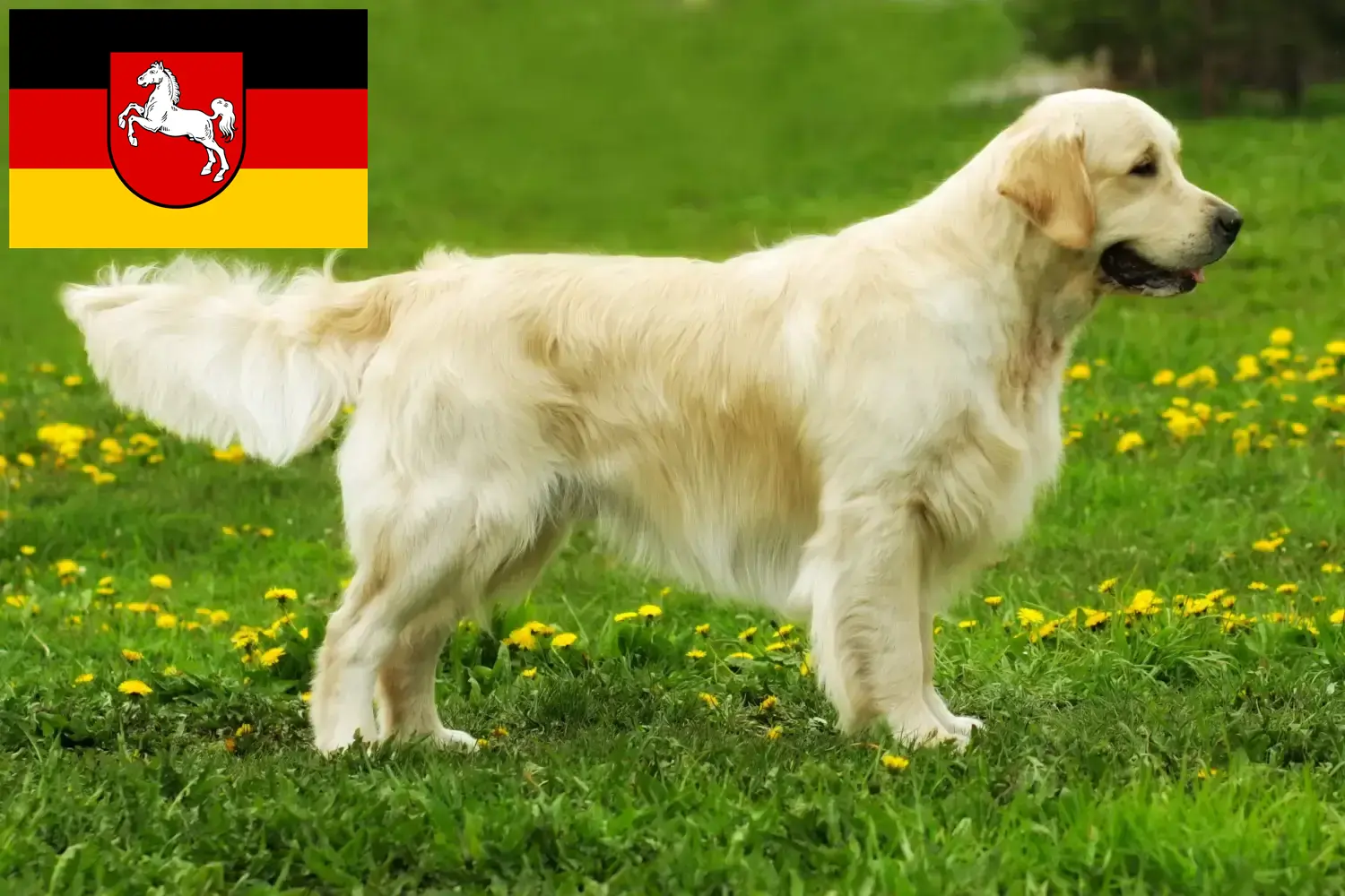 Golden Retriever kiskutyák és tenyésztők Alsó-Szászország Itt találhat Golden Retriever tenyésztőket Alsó-Szászországban.