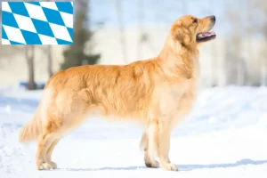 Read more about the article Golden Retriever tenyésztők és kölykök Bajorországban