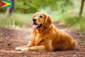 Read more about the article Golden Retriever tenyésztők és kölykök Guyana-ban