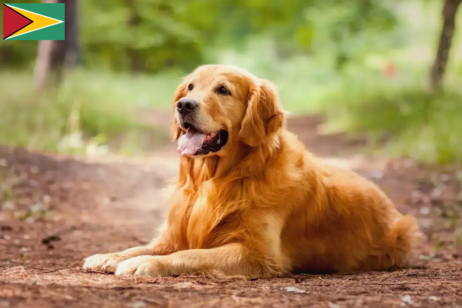 Golden Retriever kiskutyák és tenyésztők Guyana Golden retriever tenyésztők keresése Guyana területén.