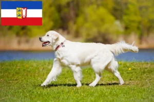Read more about the article Golden Retriever tenyésztők és kölykök Schleswig-Holstein tartományban