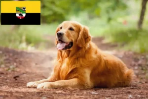 Read more about the article Golden retriever tenyésztők és kölykök Szász-Anhaltban