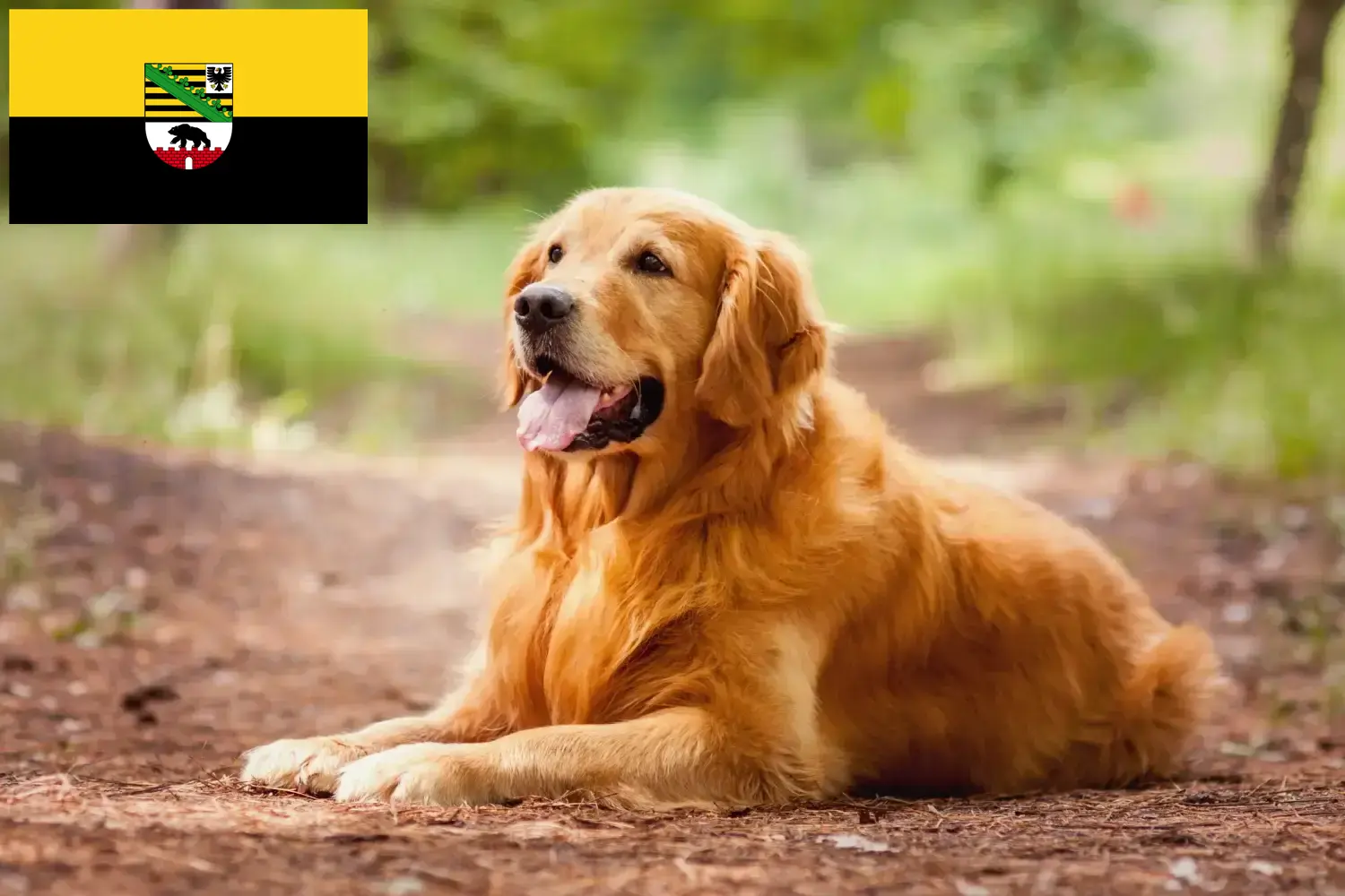 Golden Retriever kiskutyák és tenyésztők Szász-Anhalt tartományban Itt Golden Retriever tenyésztőket talál Szász-Anhaltban.