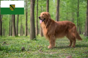 Read more about the article Golden retriever tenyésztők és kölykök Szászországban