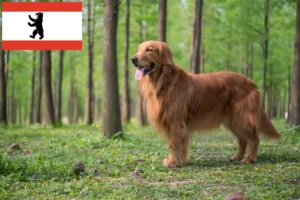 Read more about the article Golden Retriever tenyésztők és kölykök Berlinben