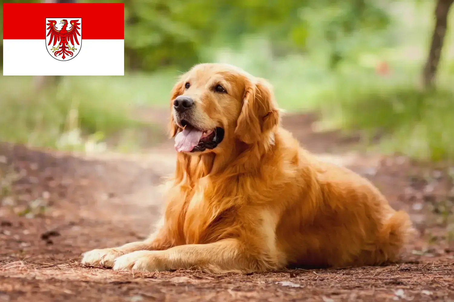 Golden Retriever kiskutyák és tenyésztők Brandenburg Itt Golden Retriever tenyésztőket talál Brandenburgban.
