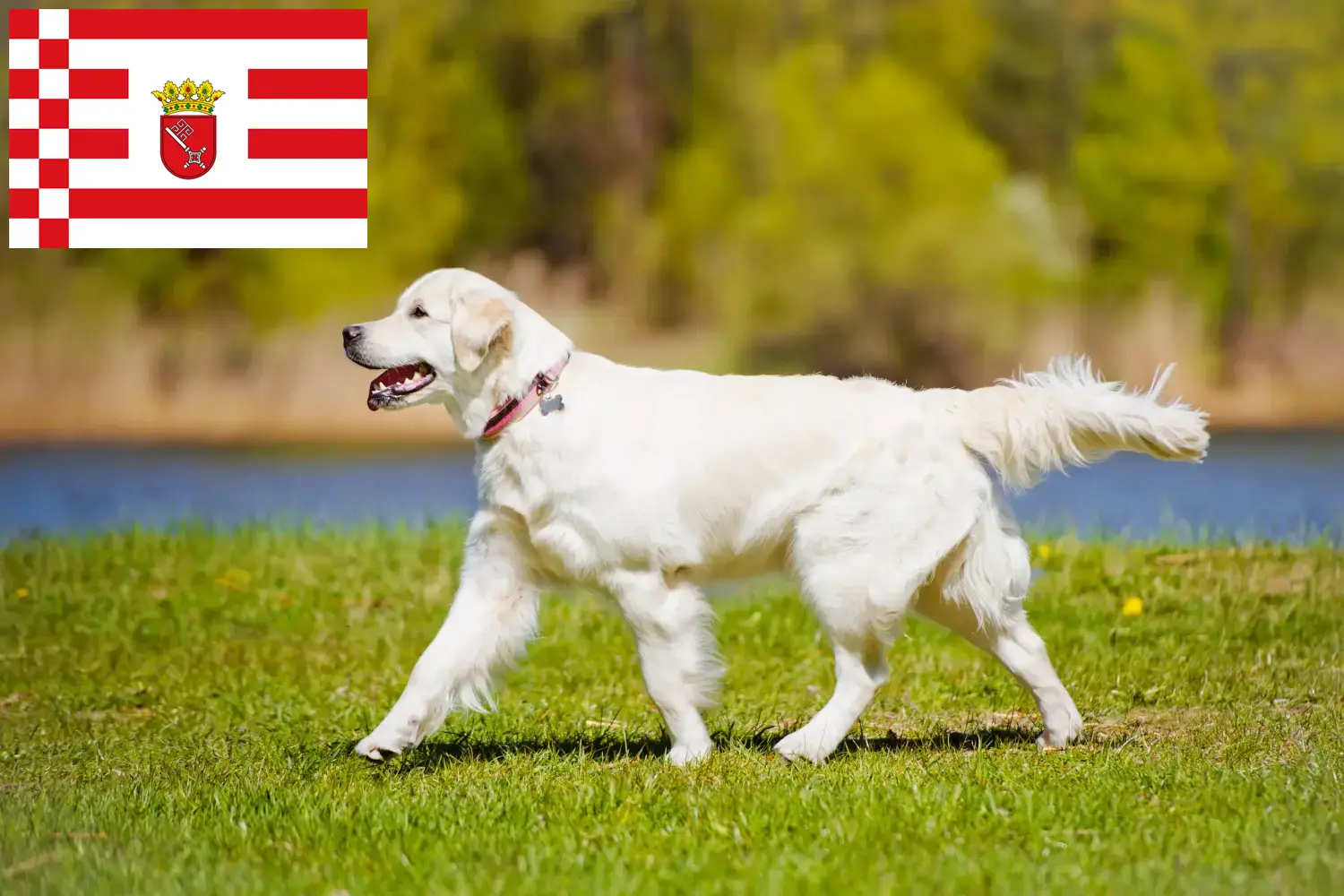 Golden Retriever kiskutyák és tenyésztők Bremen Itt találhat Golden Retriever tenyésztőket Brémában.