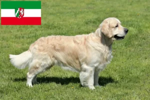 Read more about the article Golden Retriever tenyésztők és kölyökkutyák Észak-Rajna-Vesztfáliában