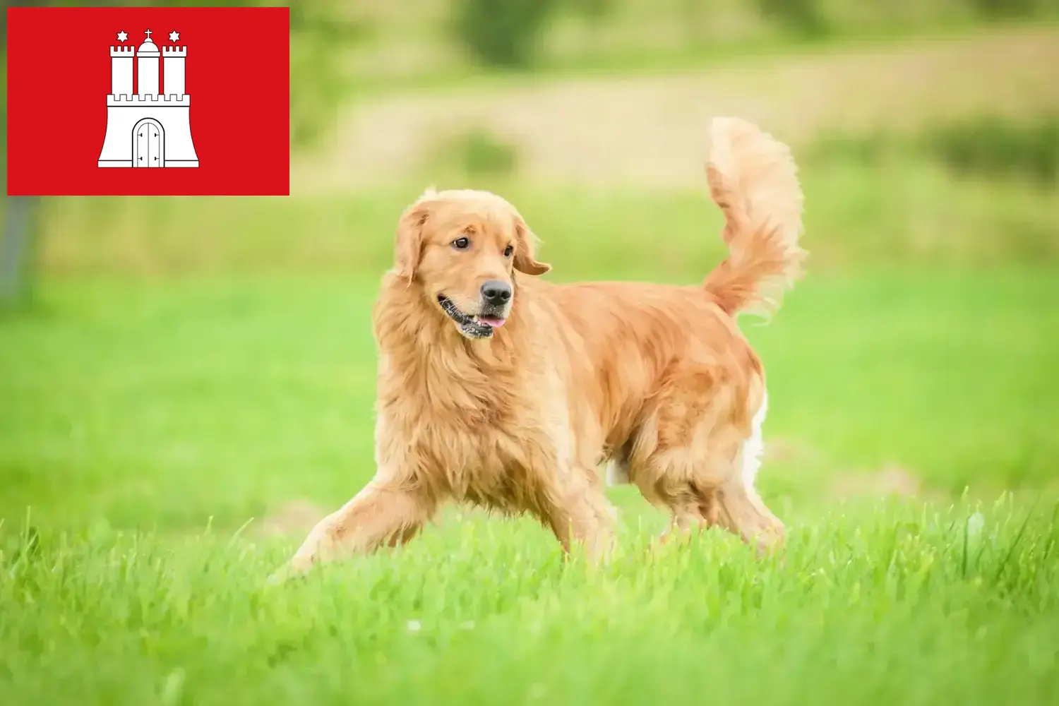 Golden Retriever kiskutyák és tenyésztők Hamburg Itt Golden Retriever tenyésztőket talál Hamburgban.